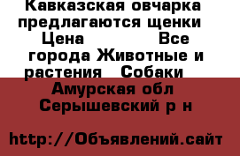 Кавказская овчарка -предлагаются щенки › Цена ­ 20 000 - Все города Животные и растения » Собаки   . Амурская обл.,Серышевский р-н